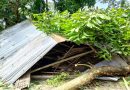 লালমনিরহাটে কালবৈশাখী ঝড়ে ঘরবাড়ি ও ফসলের ব্যাপক ক্ষয়ক্ষতি